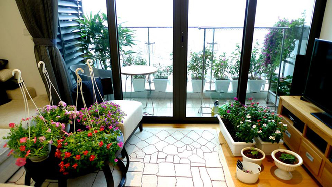 Hoa ban công|Hoa ban công đẹp 2 hoa ban cong 1