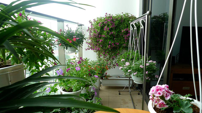 Hoa ban công|Hoa ban công đẹp 3 hoa ban cong 2