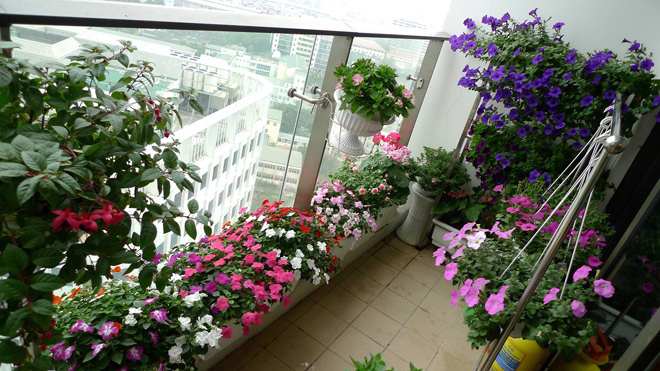 Hoa ban công|Hoa ban công đẹp 4 hoa ban cong 3