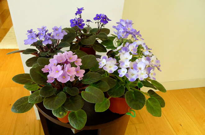 Hoa ban công|Hoa ban công đẹp 5 hoa ban cong 4