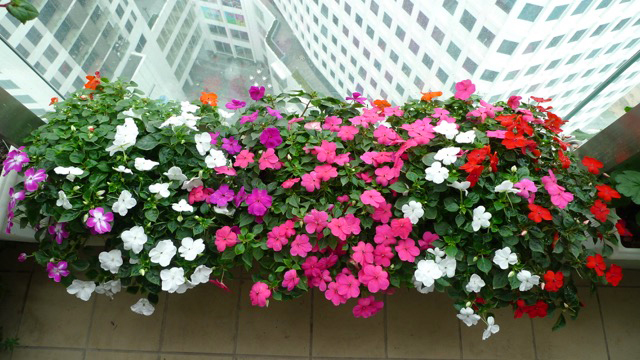 Hoa ban công|Hoa ban công đẹp 6 hoa ban cong 5