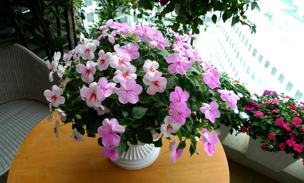 Hoa ban công|Hoa ban công đẹp 7 hoa ban cong 6
