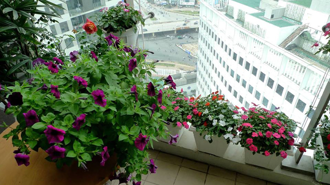 Hoa ban công|Hoa ban công đẹp 8 hoa ban cong 7