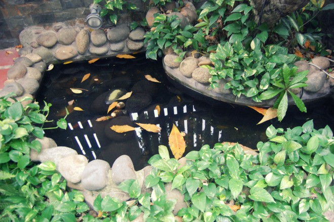 tieu canh trong khu nha